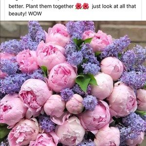 Meet your Posher, Rachael